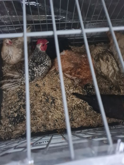 Vendo garnizas a pôr