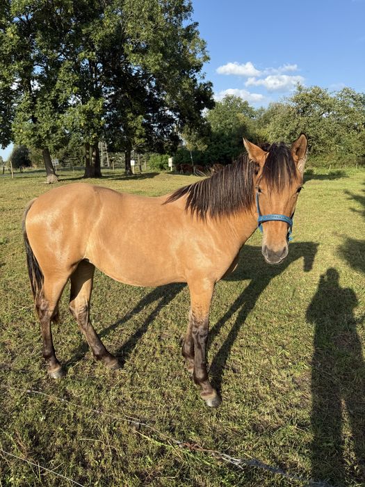 Klacz bułana typ szlachetny