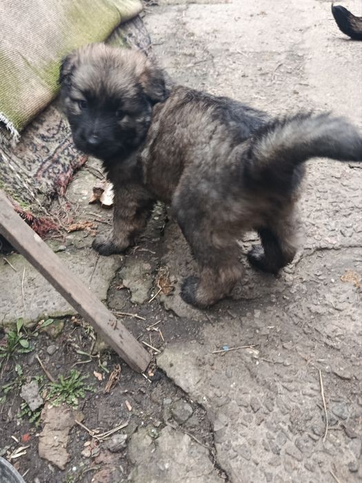 Отдам щенков в хорошие руки