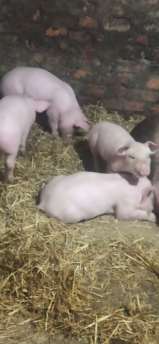 Продам  поросята