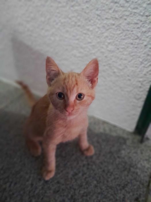 Gatos para adopção responsável