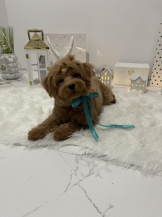 Помапу  краса, ніжність і любов в одному