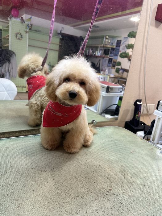 Красавчик пудель мальчик