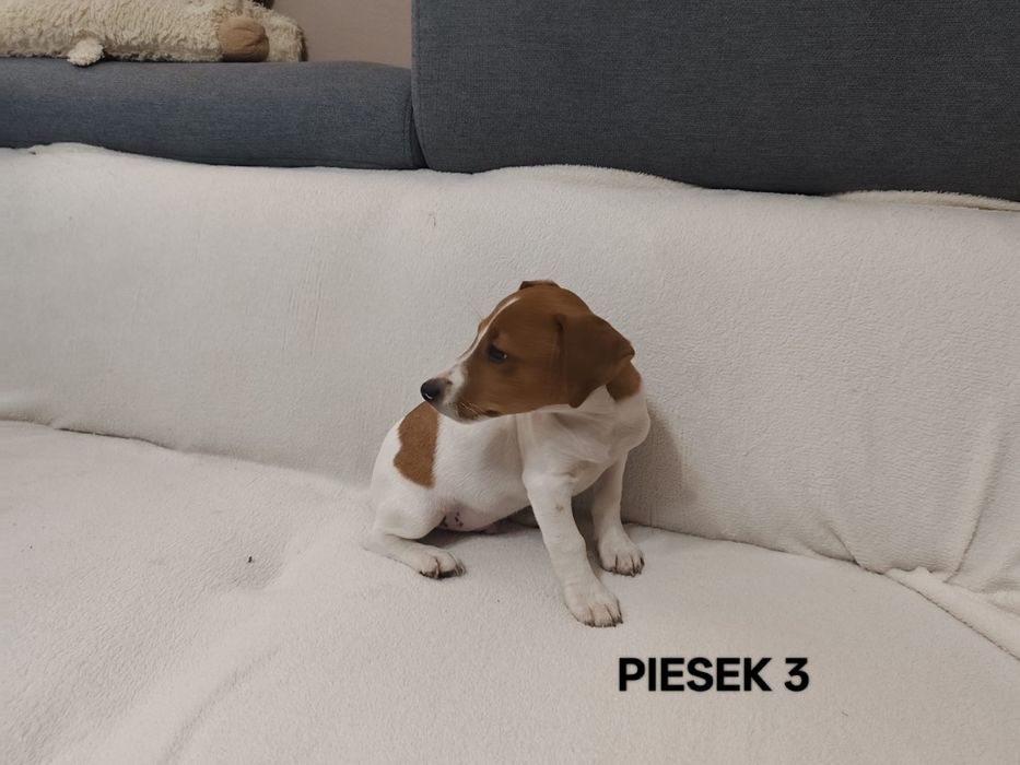 Piesek Jack Russell Terrier