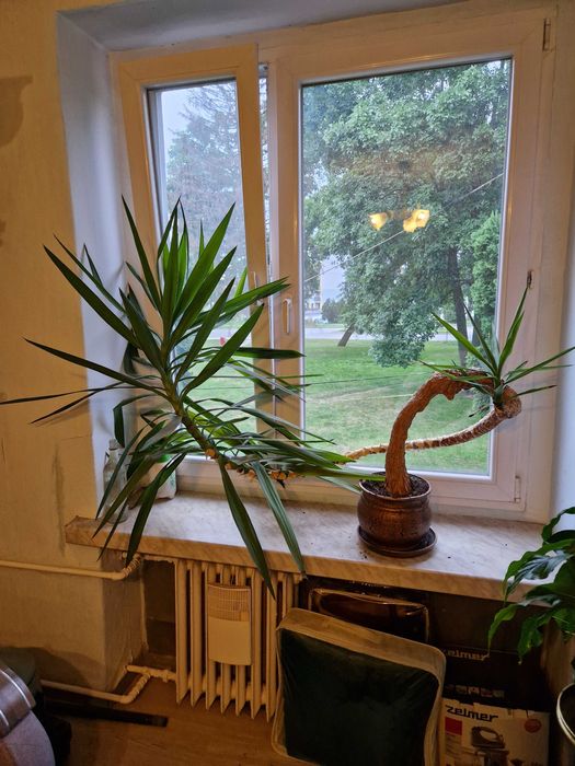 Oryginalnie wyglądająca juka yucca