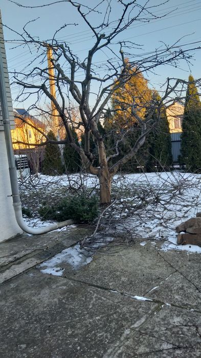 Обрізка плодових дерев кущів.