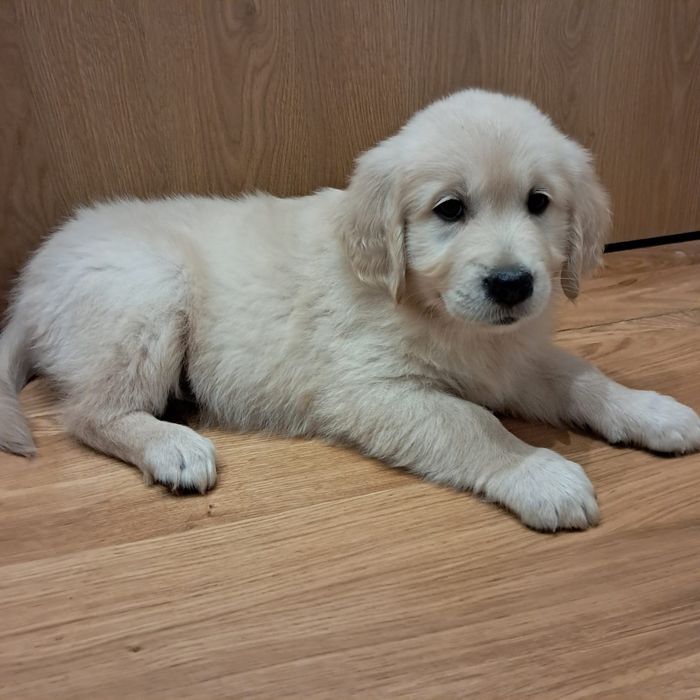 Suczka golden retriever