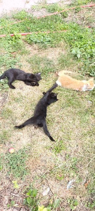 Віддам котенят в гарні руки