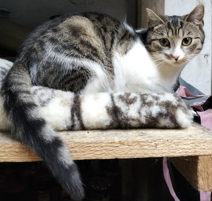 Tadzio, młody kocurek