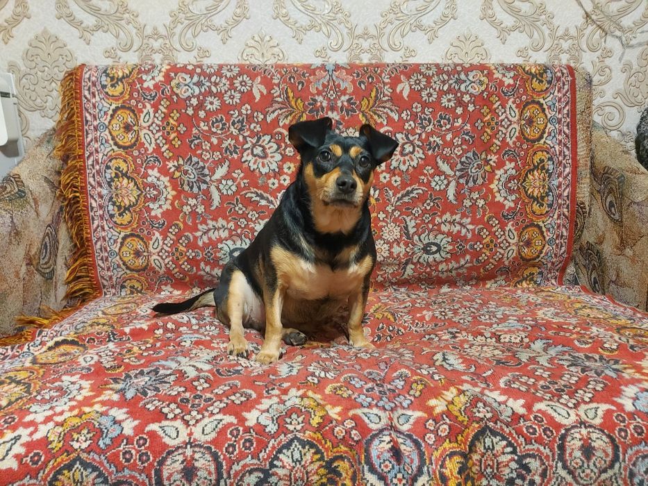 Собака ищет хозяина