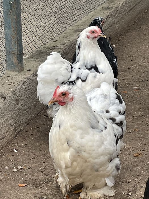 Кури карликові кохінхіни