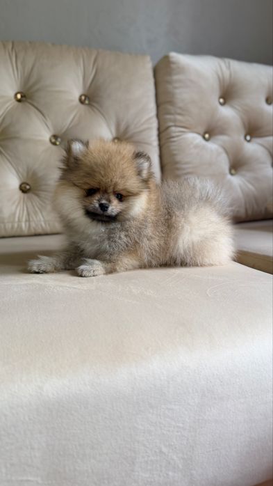 Piękna mini suczka Pomeranian FCI
