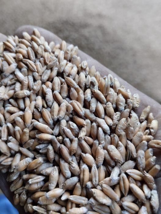 Pszenżyto oraz owies