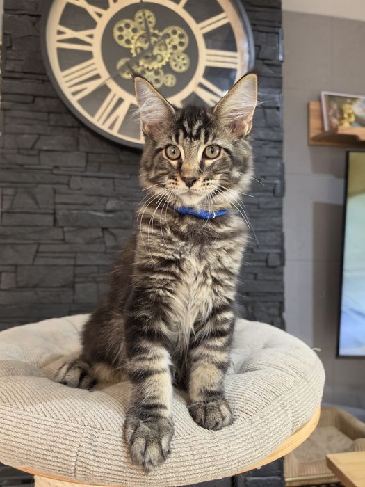 Archi kocurek  Maine Coon