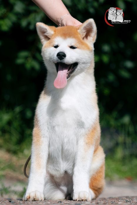 Мрієте про акіту ? Найкращі тут