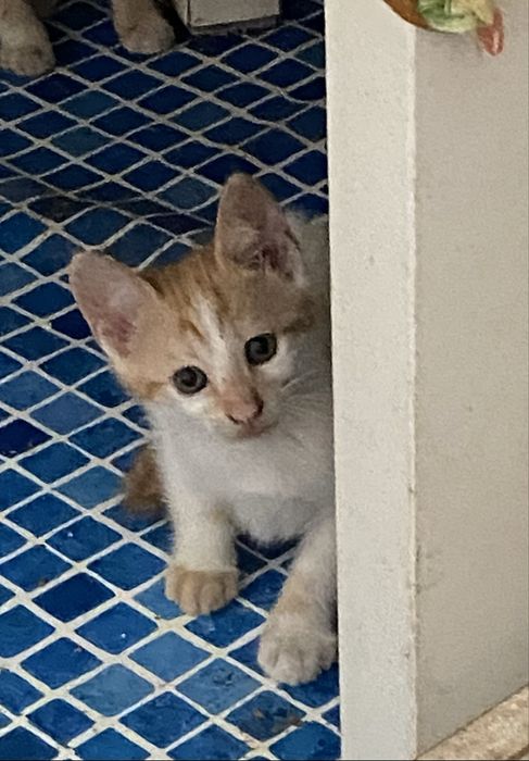 Gatinhos para adoção responsável zona Oeste