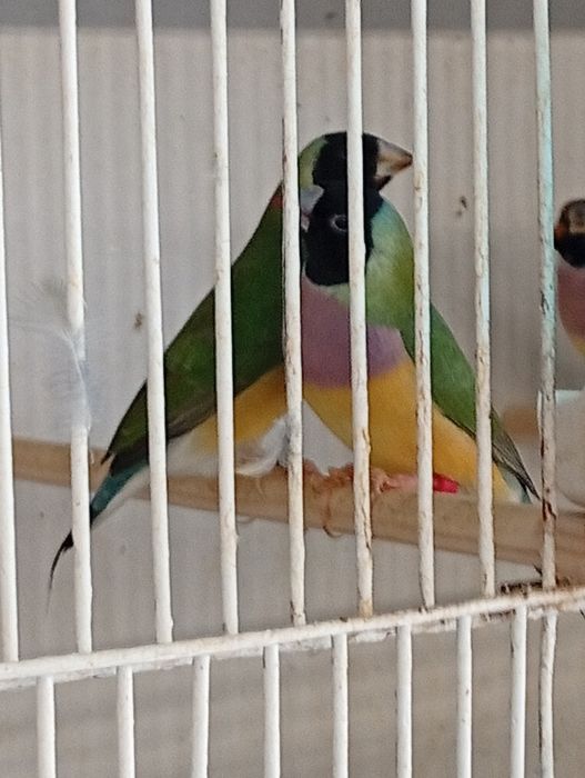 Diamantes de Gould 2026