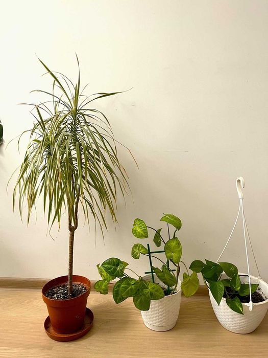 Rośliny doniczkowe dracena syngonium epipremnum
