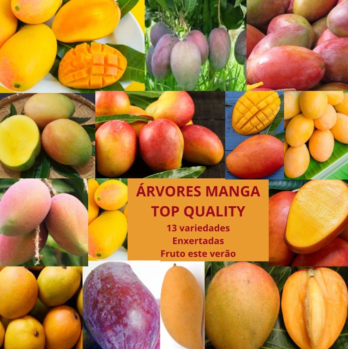 13 árvores MANGA TOP QUALITY - Fruto este verão