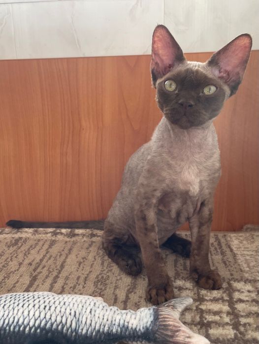 Кошенята девон рекс