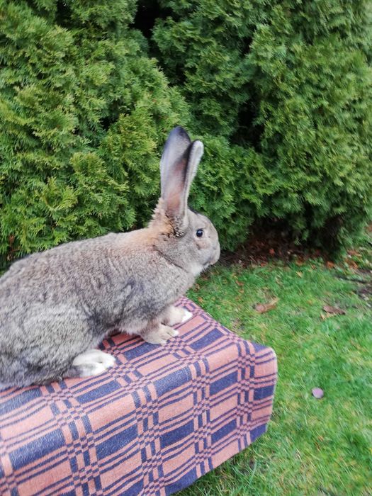 Królik belg szynszylowaty