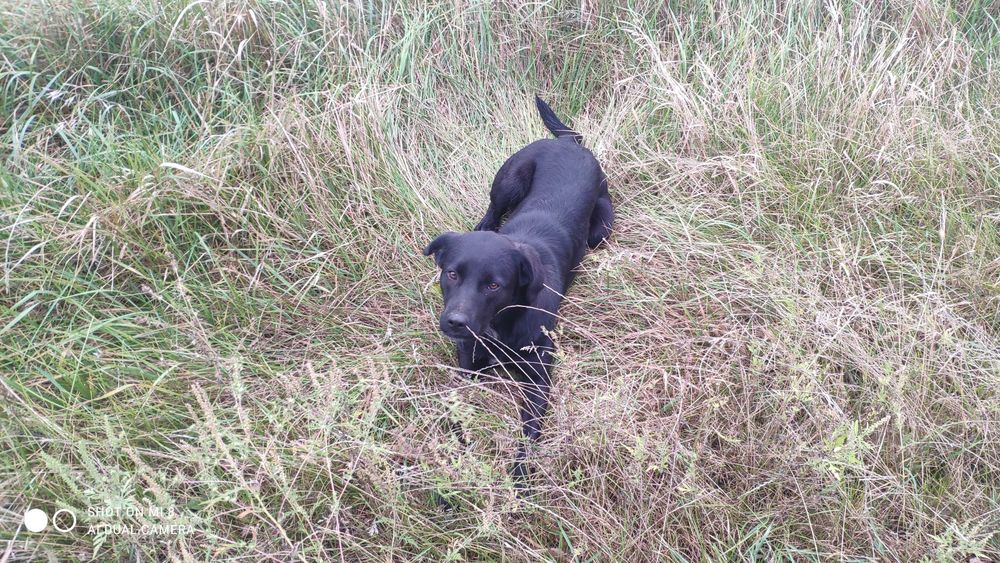 майоркская овчарка ка де бестиар