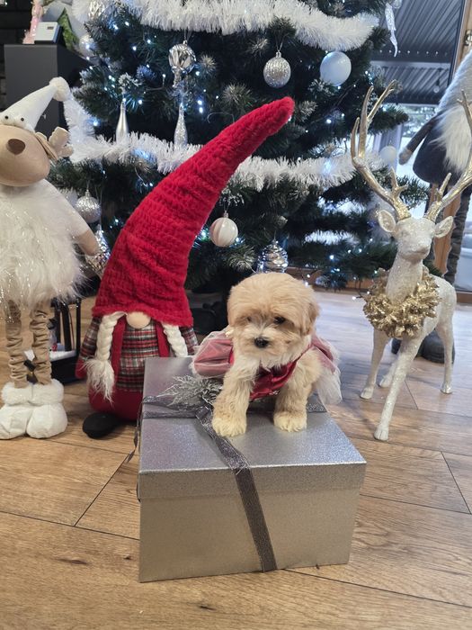 Maltipoo maleńka urocza sunieczka po mini rodzicach.