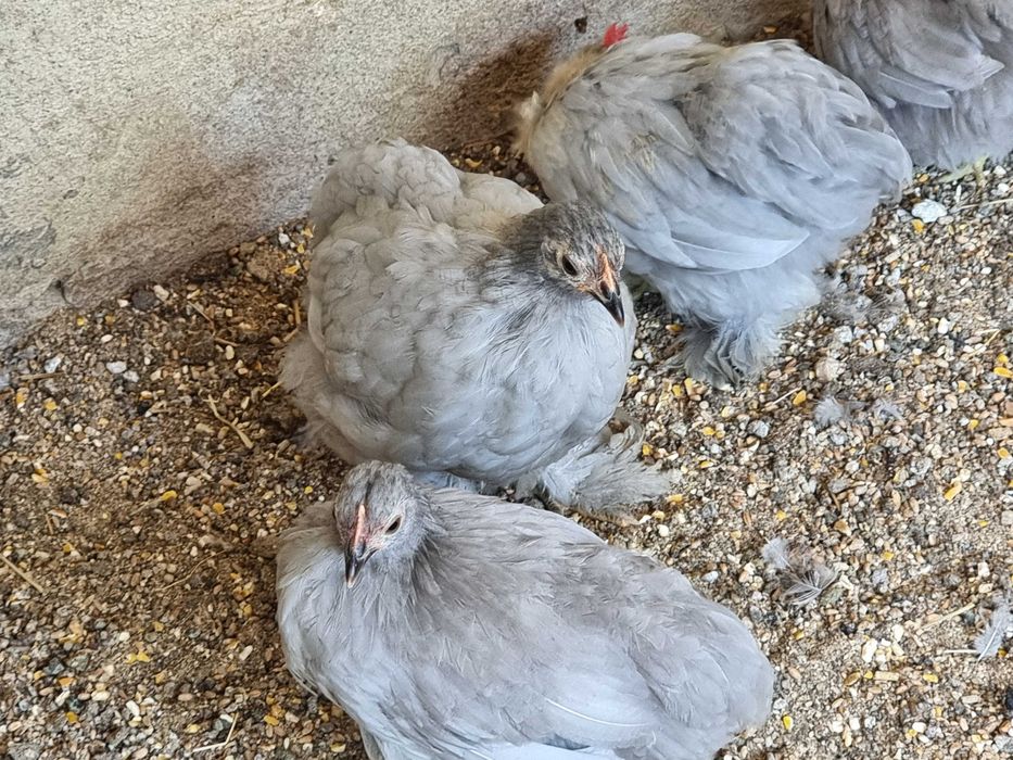 Pekins juvenis cinzentos