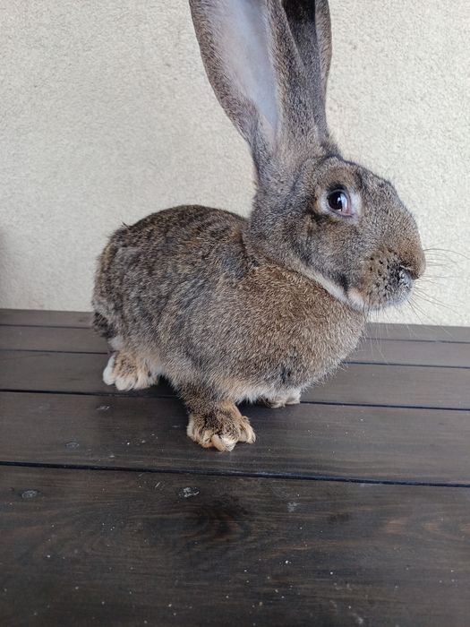 Olbrzym Belgijski (Samica)