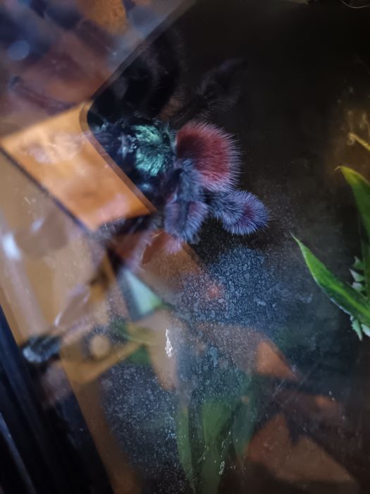 Caribena Versicolor