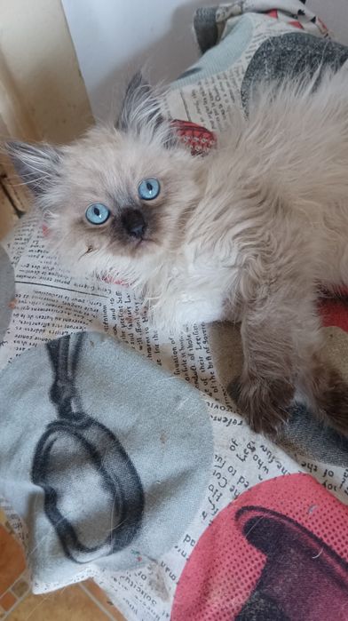 Невська маскарадна хлопчик 2 міс