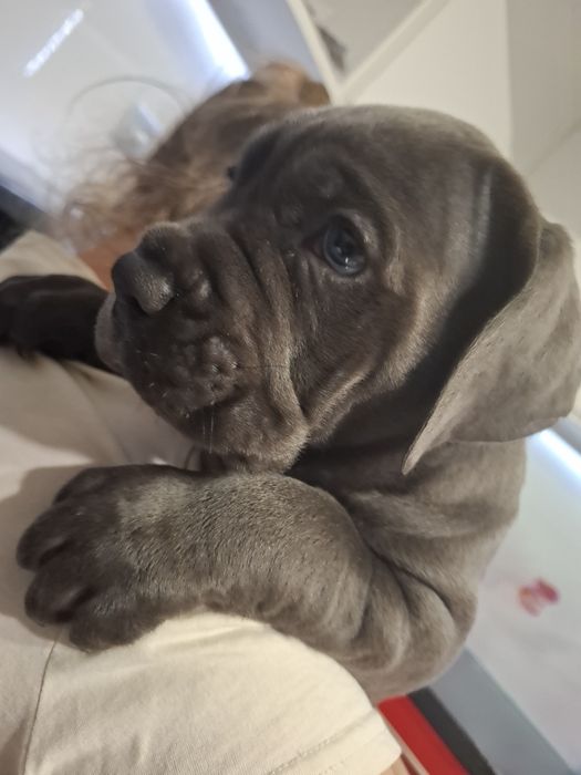 Szczeniak  cane corso   Italiano