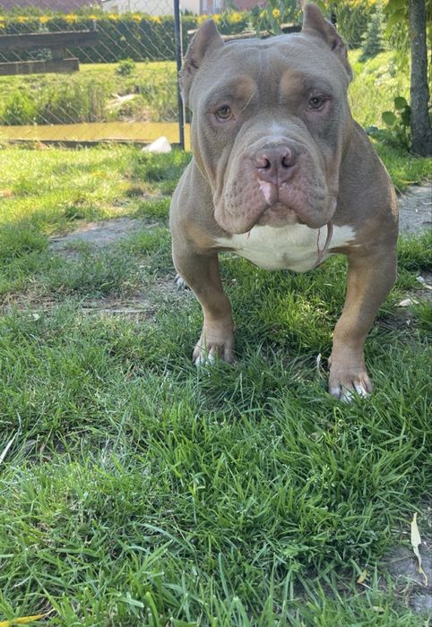 Piesek rasy  American Bully