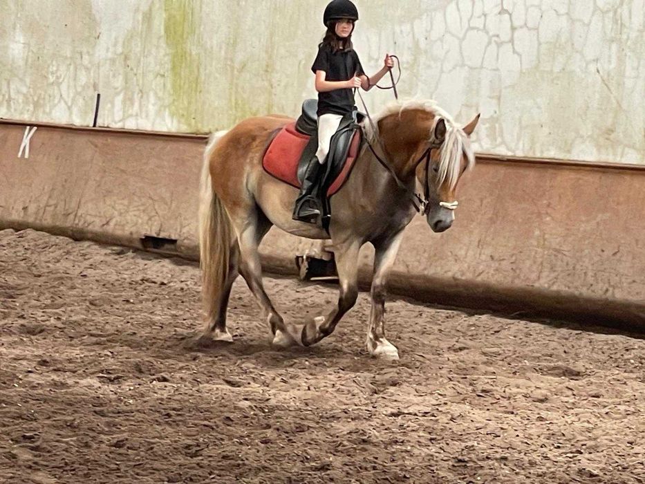 Égua palomina 4 anos