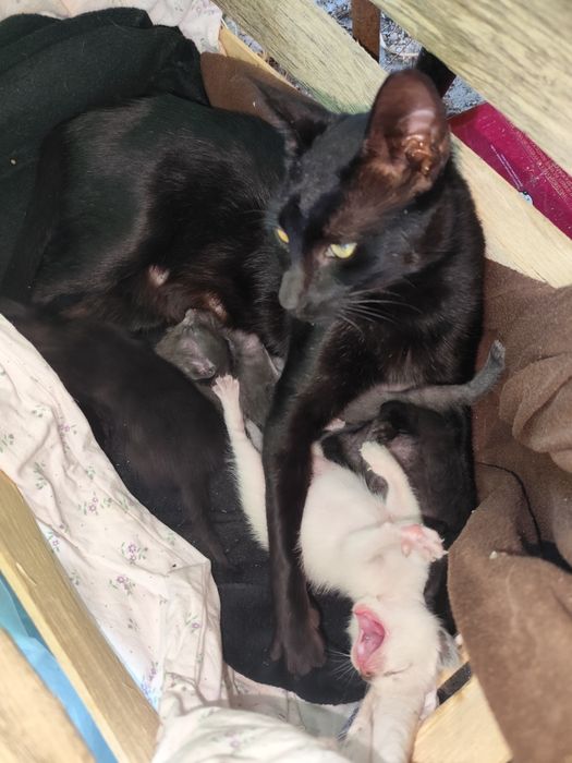 Doação de mãe ou gatos recém nascidos