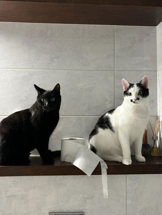 Stanisław i Patryczek kotki do adopcji! Koty, kocurki :)