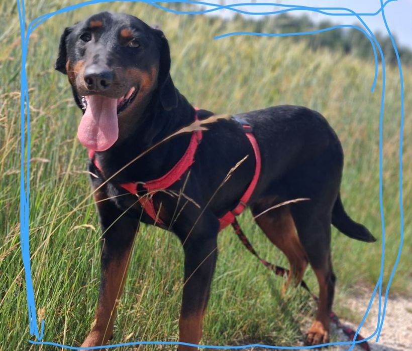 Gończy mix 4 letni aktywny adopcja za darmo oddam