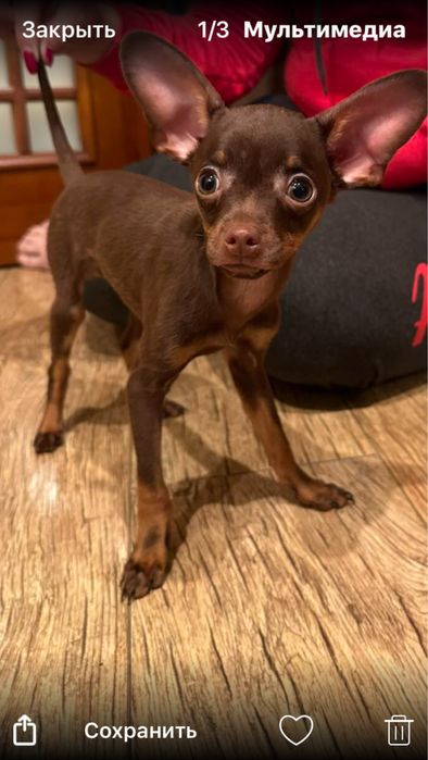 Тойки шоколадочки