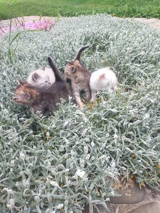 Кошенята 2 д,2 хл.