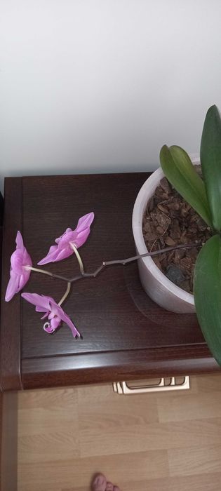 Орхидея лиловая маленькая