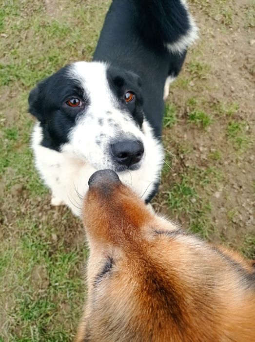 Mały Trufel do adopcji