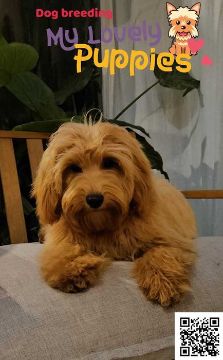 Cockapoo Cavapoo śliczny chłopiec Nugatt