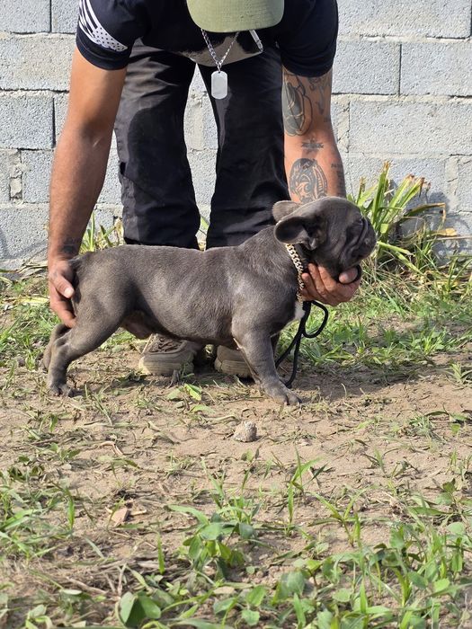 Buldog frances azul