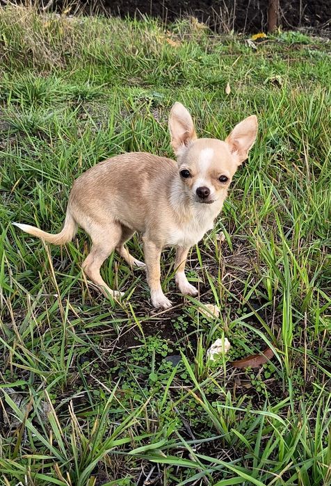 Маленькая охрана