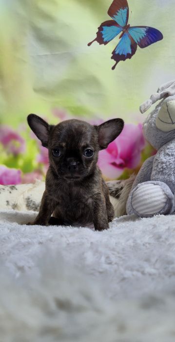 Wyjątkowy chłopczyk Chihuahua – krótkowłosy, pręgowany Brindle