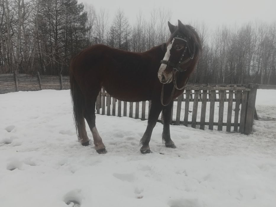 Продам кобилу 7 років