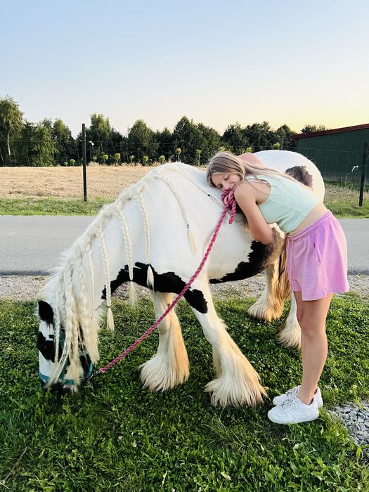 Ogierek Gypsy Cob - Tinker