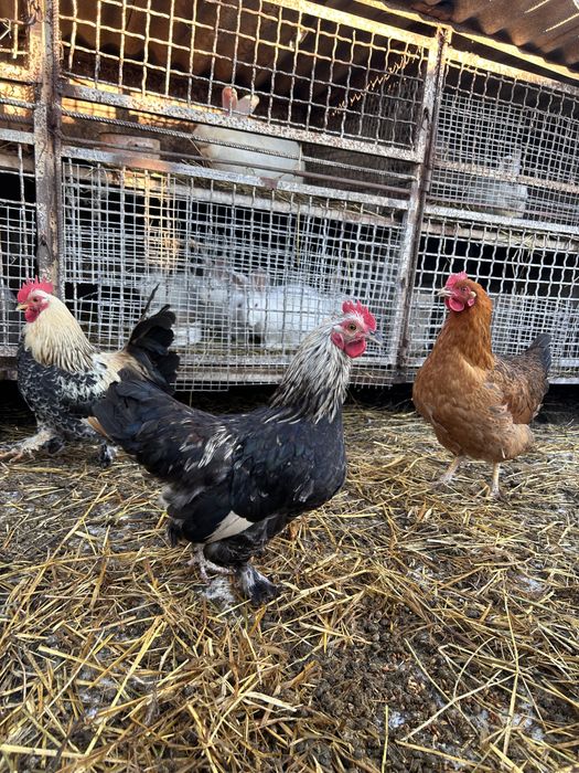 Продам карликових курей 2024-2025року