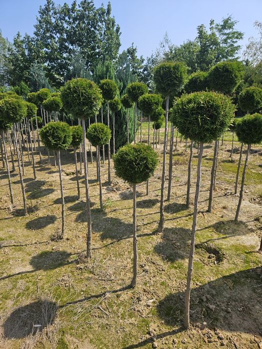 Bonsai formy wycięte ozdoba ogrodu