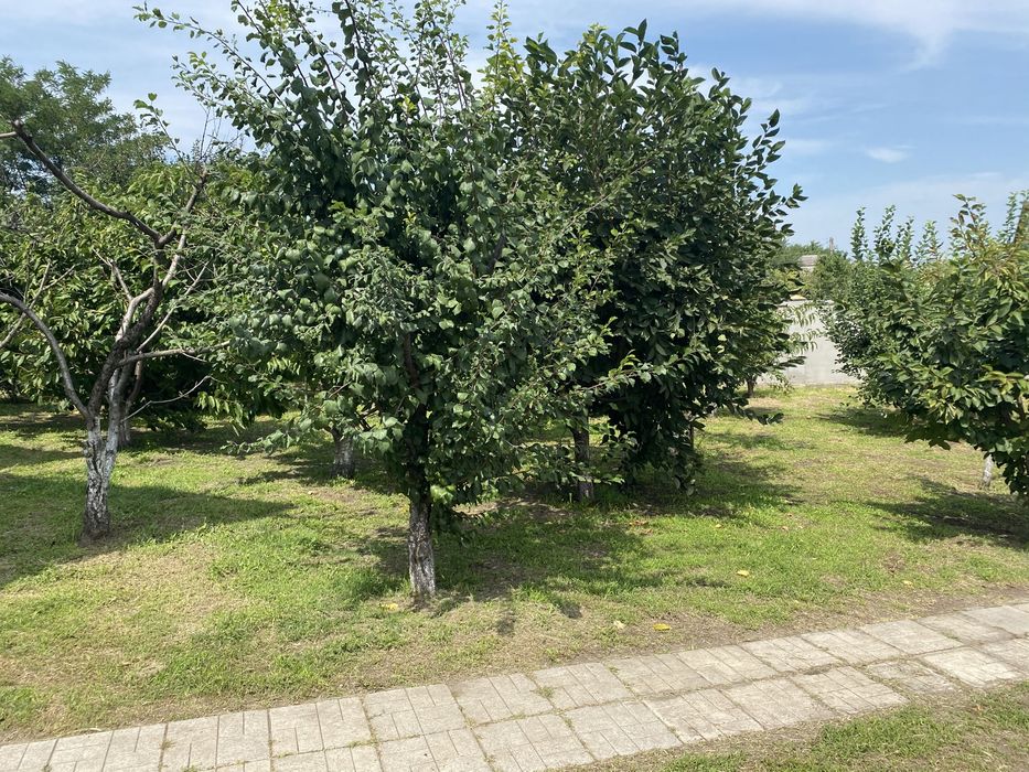Продам дом с участком на Железняка